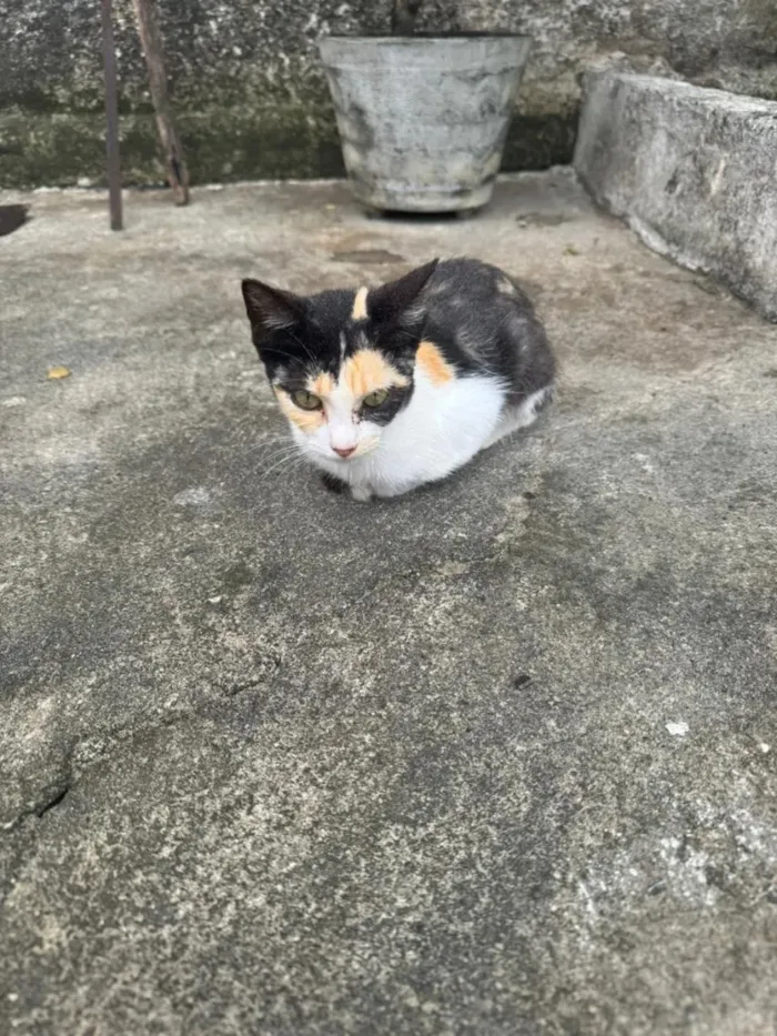 Gato raça SRD-ViraLata idade 1 ano nome Serena