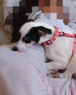 Cachorro raça SRD-ViraLata idade 2 a 6 meses nome Charlotte