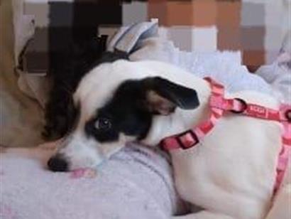 Charlotte - Diadema
