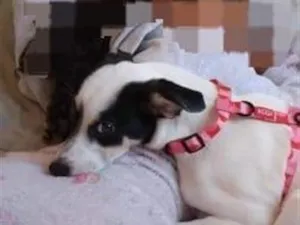 Cachorro raça SRD-ViraLata idade 2 a 6 meses nome Charlotte