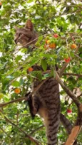 Tarzan 