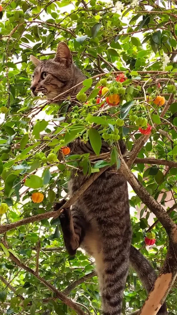 Gato raça SRD-ViraLata idade 1 ano nome Tarzan 