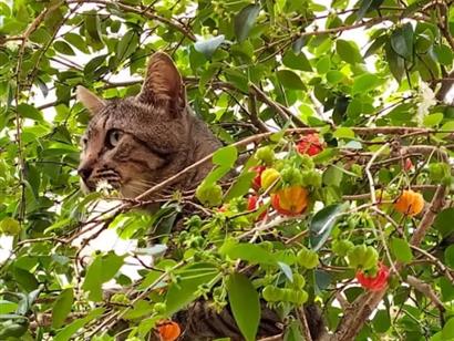 Tarzan  - Recife