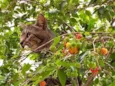 Tarzan 