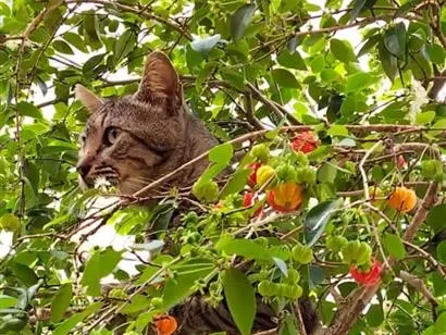 Gato raça SRD-ViraLata idade 1 ano nome Tarzan 