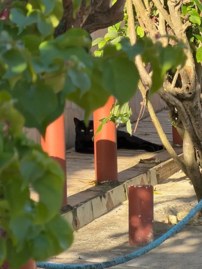 Gato raça SRD-ViraLata idade 2 anos nome Bagera 