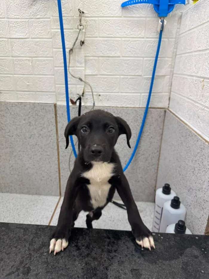 Cachorro raça SRD-ViraLata idade 2 a 6 meses nome Duck