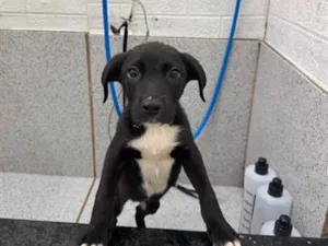 Cachorro raça SRD-ViraLata idade 2 a 6 meses nome Duck