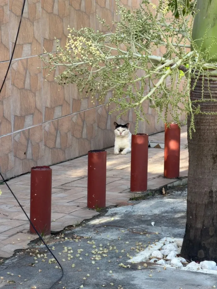 Gato raça SRD-ViraLata idade 2 anos nome Leite 