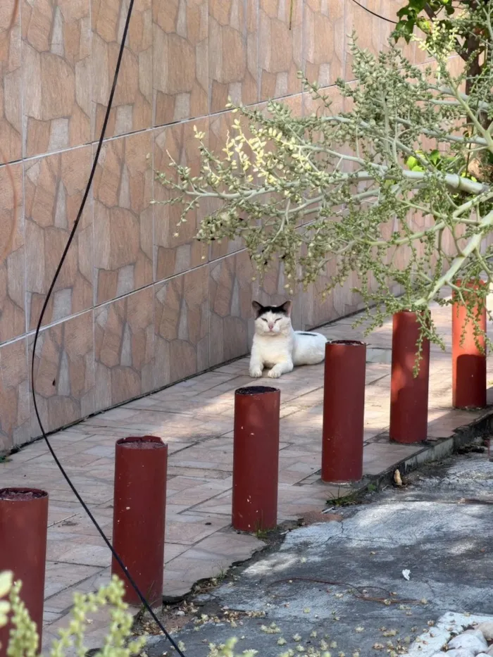 Gato raça SRD-ViraLata idade 2 anos nome Leite 