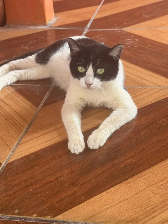 Gato raça SRD-ViraLata idade 2 anos nome Frajola 