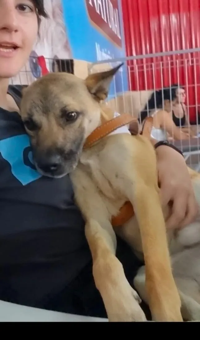 Cachorro raça SRD-ViraLata idade 2 anos nome Coiote