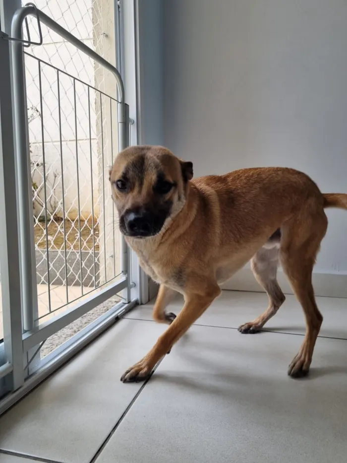 Cachorro raça SRD-ViraLata idade 2 anos nome Coiote