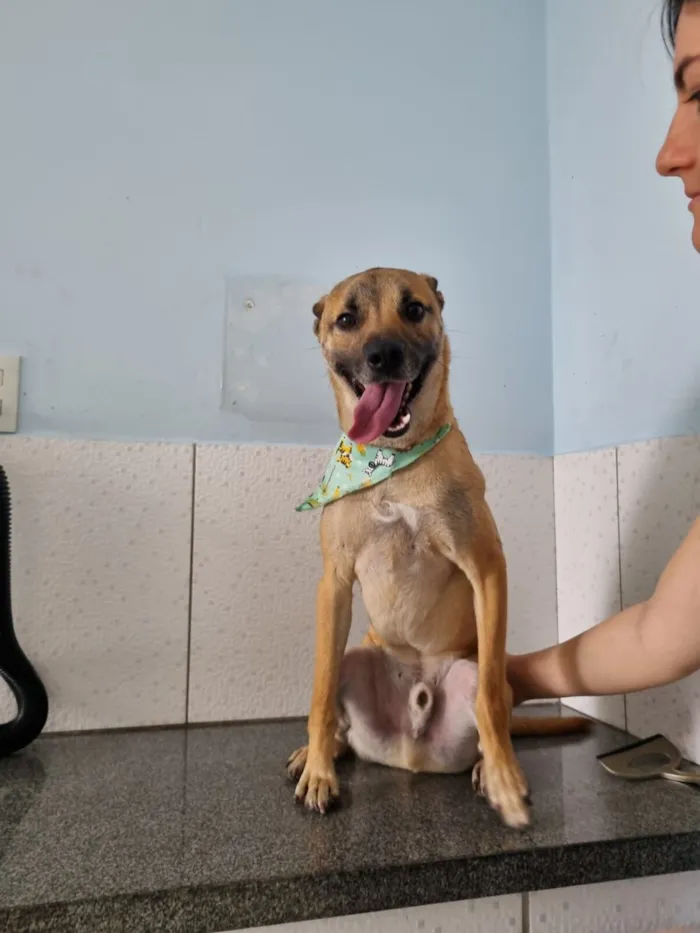 Cachorro raça SRD-ViraLata idade 2 anos nome Coiote
