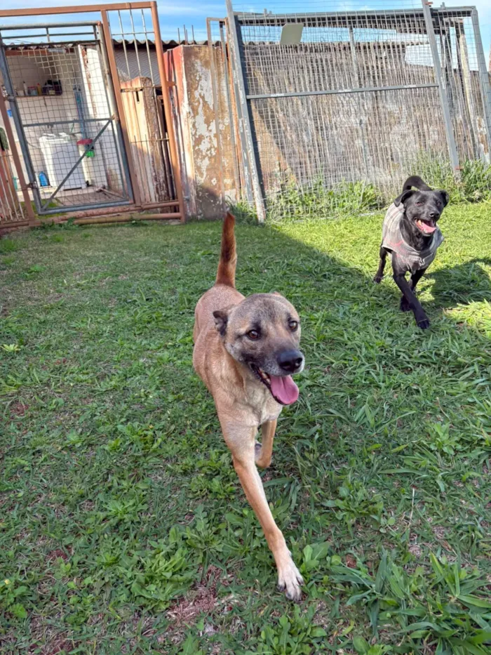 Cachorro raça SRD-ViraLata idade 2 anos nome Coiote