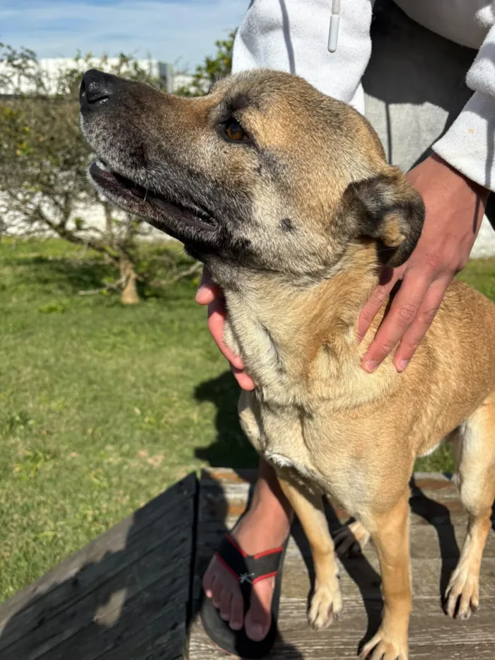 Cachorro raça SRD-ViraLata idade 2 anos nome Coiote