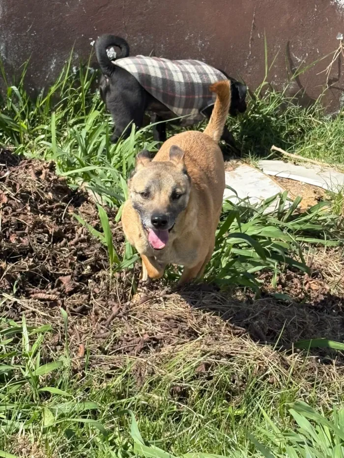 Cachorro raça SRD-ViraLata idade 2 anos nome Coiote