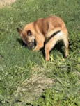 Coiote