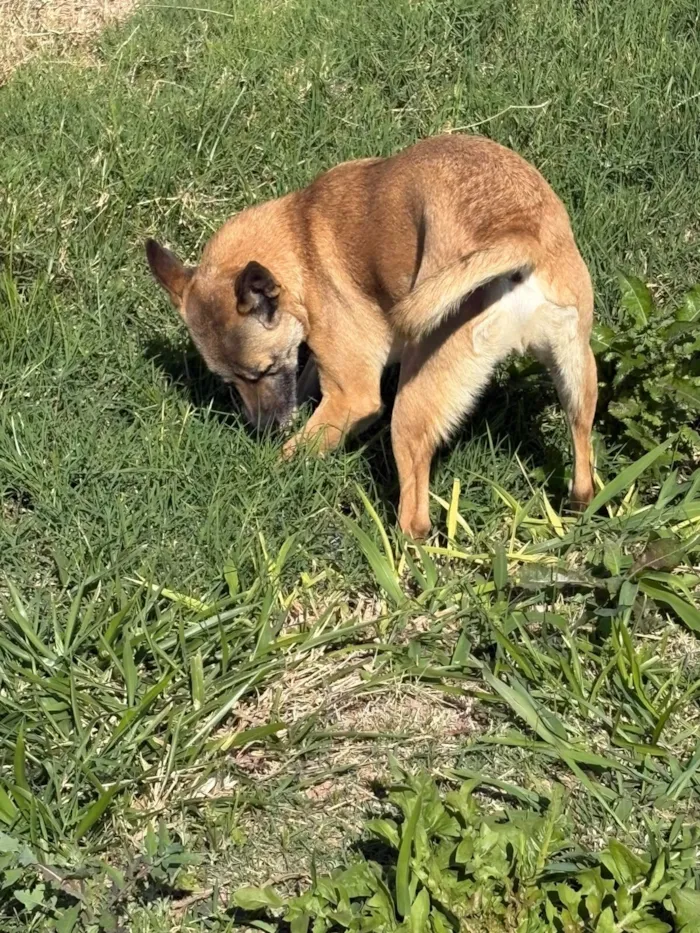 Cachorro raça SRD-ViraLata idade 2 anos nome Coiote