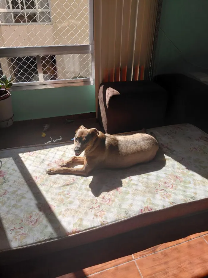 Cachorro raça SRD-ViraLata idade 6 ou mais anos nome milu