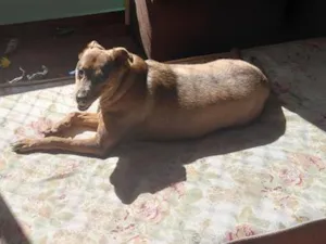 Cachorro raça SRD-ViraLata idade 6 ou mais anos nome milu