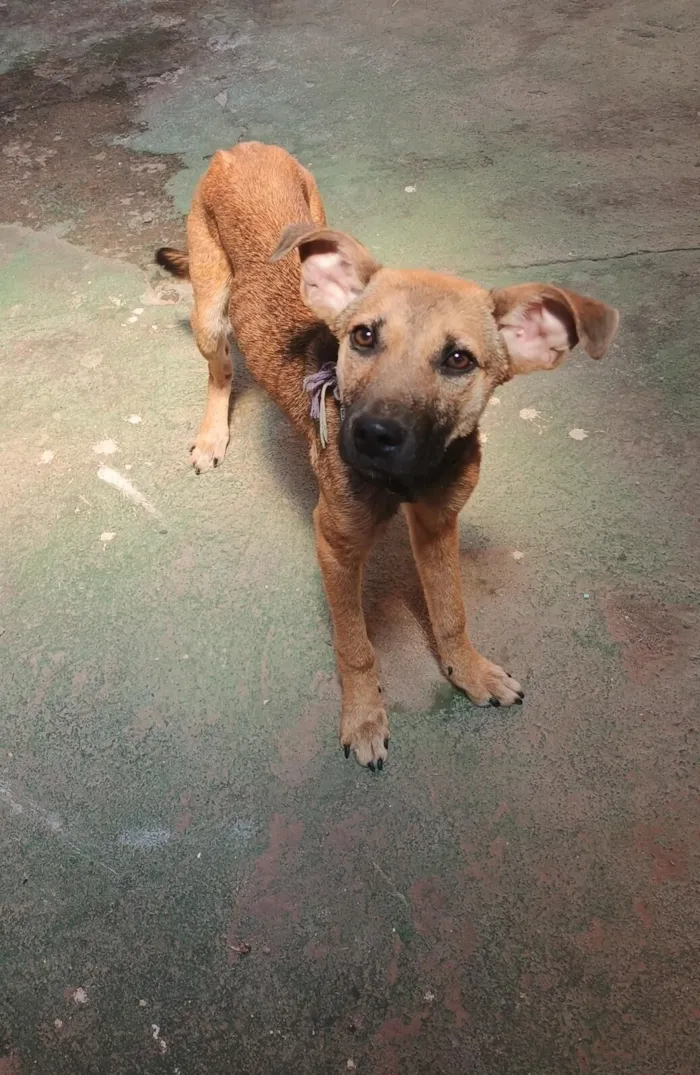 Cachorro raça SRD-ViraLata idade 2 a 6 meses nome Ice