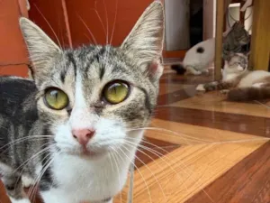 Gato raça  idade 7 a 11 meses nome Clarinha 