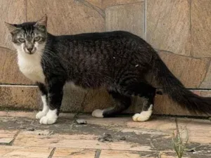Gato raça  idade 2 anos nome Café 