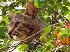 Gato raça SRD-ViraLata idade 1 ano nome Tarzan 