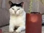 Gato raça SRD-ViraLata idade 2 anos nome Leite 