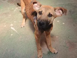 Cachorro raça SRD-ViraLata idade 2 a 6 meses nome Ice