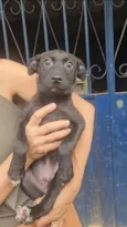 Enzo 