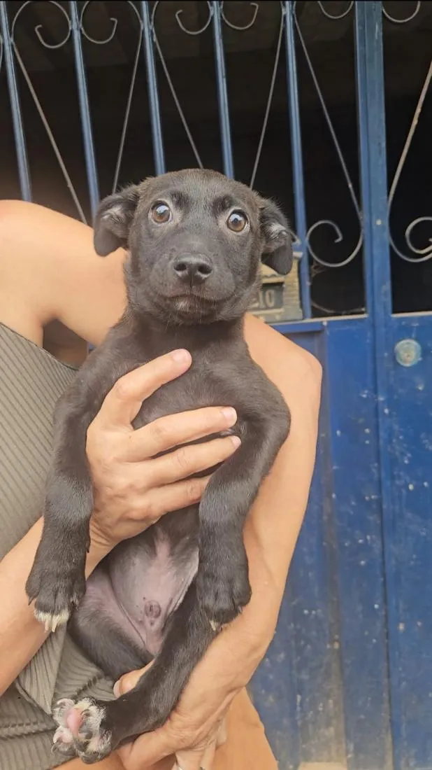 Cachorro raça SRD-ViraLata idade 2 a 6 meses nome Enzo 