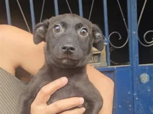 Cachorro raça SRD-ViraLata idade 2 a 6 meses nome Enzo 