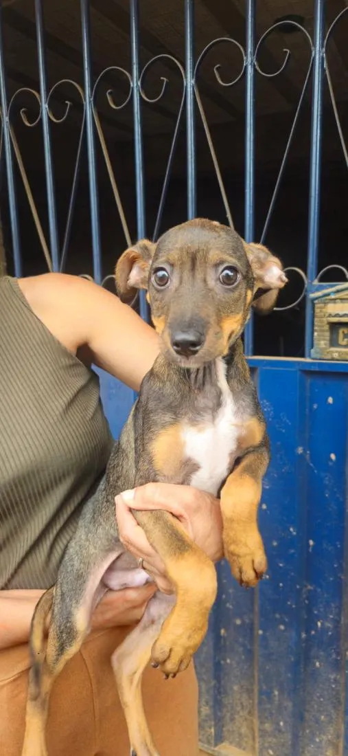 Cachorro raça SRD-ViraLata idade 2 a 6 meses nome Benício