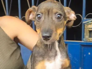 Cachorro raça SRD-ViraLata idade 2 a 6 meses nome Benício