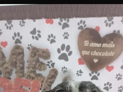 Cachorro raça Shitzu idade 6 ou mais anos nome Theo