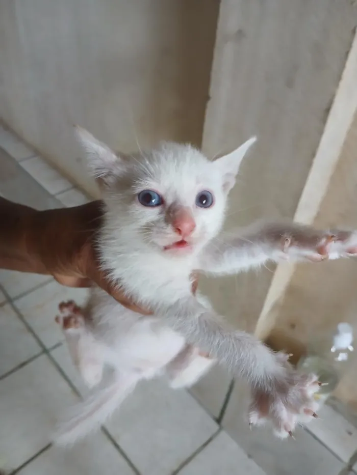 Gato raça SRD-ViraLata idade 2 a 6 meses nome sem nome 