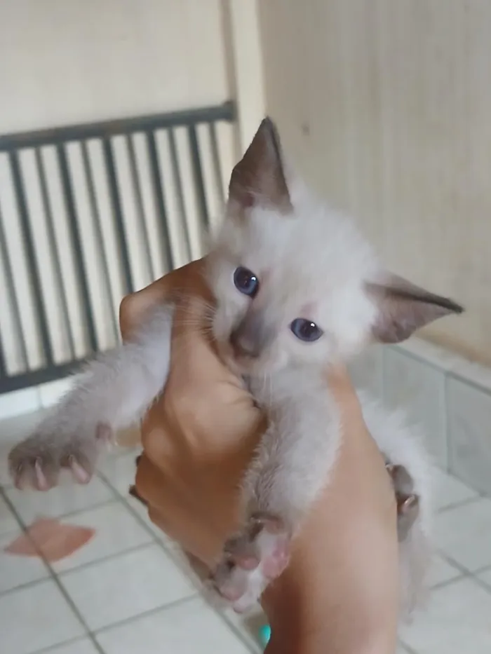 Gato raça SRD-ViraLata idade 2 a 6 meses nome sem nome 