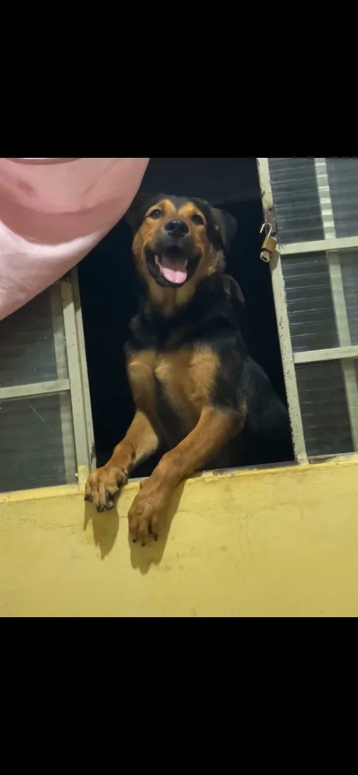 Cachorro raça Pastor Alemão idade 7 a 11 meses nome Bento