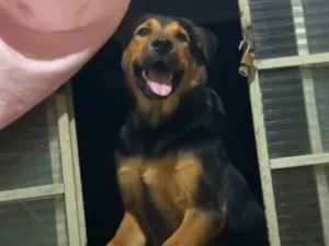 Cachorro raça Pastor Alemão idade 7 a 11 meses nome Bento