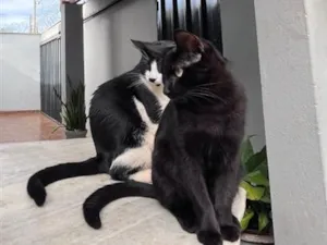 Gato raça SRD-ViraLata idade 1 ano nome Hakin e Ynae
