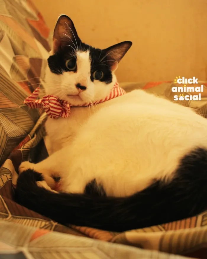 Gato raça SRD idade 4 anos nome John