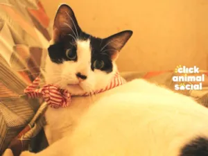 Gato raça SRD idade 4 anos nome John