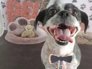 Cachorro raça Shitzu idade 6 ou mais anos nome Theo