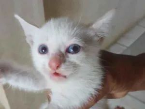 Gato raça SRD-ViraLata idade 2 a 6 meses nome sem nome 