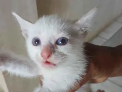 Gato raça SRD-ViraLata idade 2 a 6 meses nome sem nome 