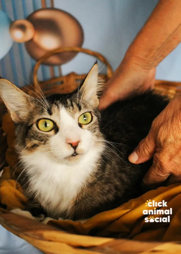 Gato raça SRD-ViraLata idade 1 ano nome Kyle