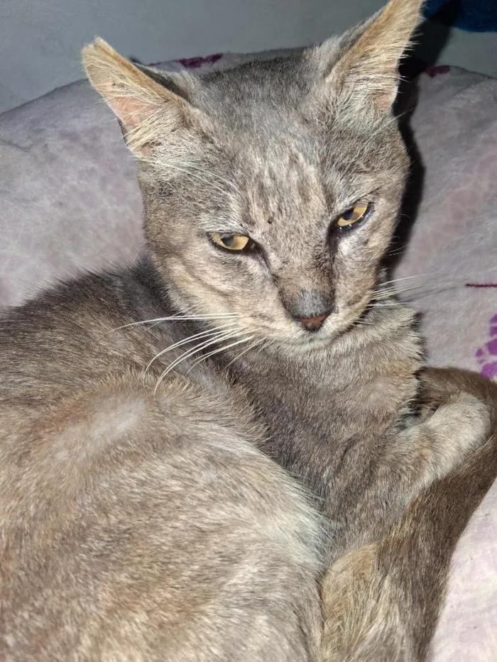 Gato raça SRD-ViraLata idade 2 a 6 meses nome gris
