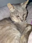gris